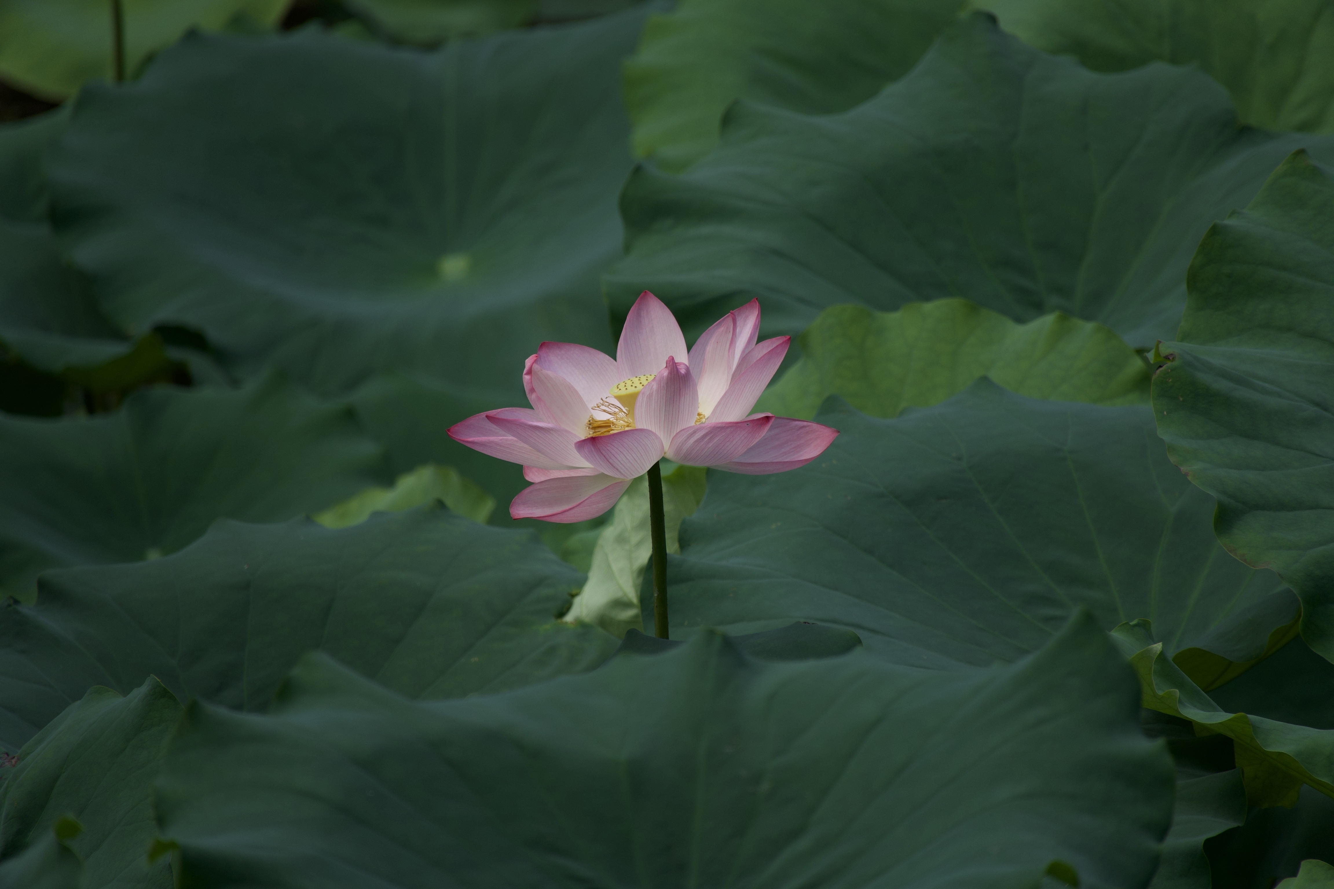你信不信呀,在那众多的兄弟姐妹当中呢,那个总是心