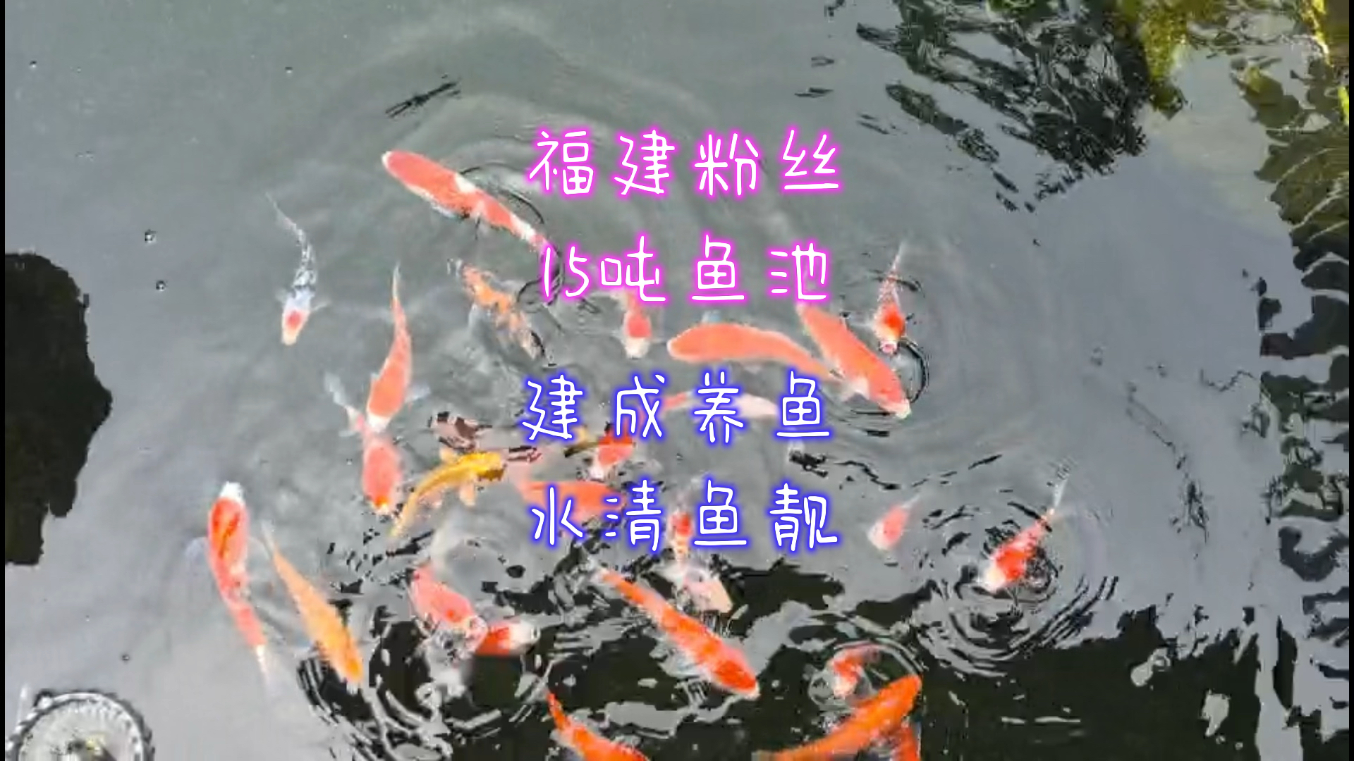 福建粉丝15吨鱼池建成，30条新鱼入池4个月，水清鱼靓
