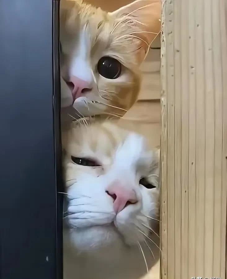 我严重怀疑这货是人变的,眼神迷恋又小色?色