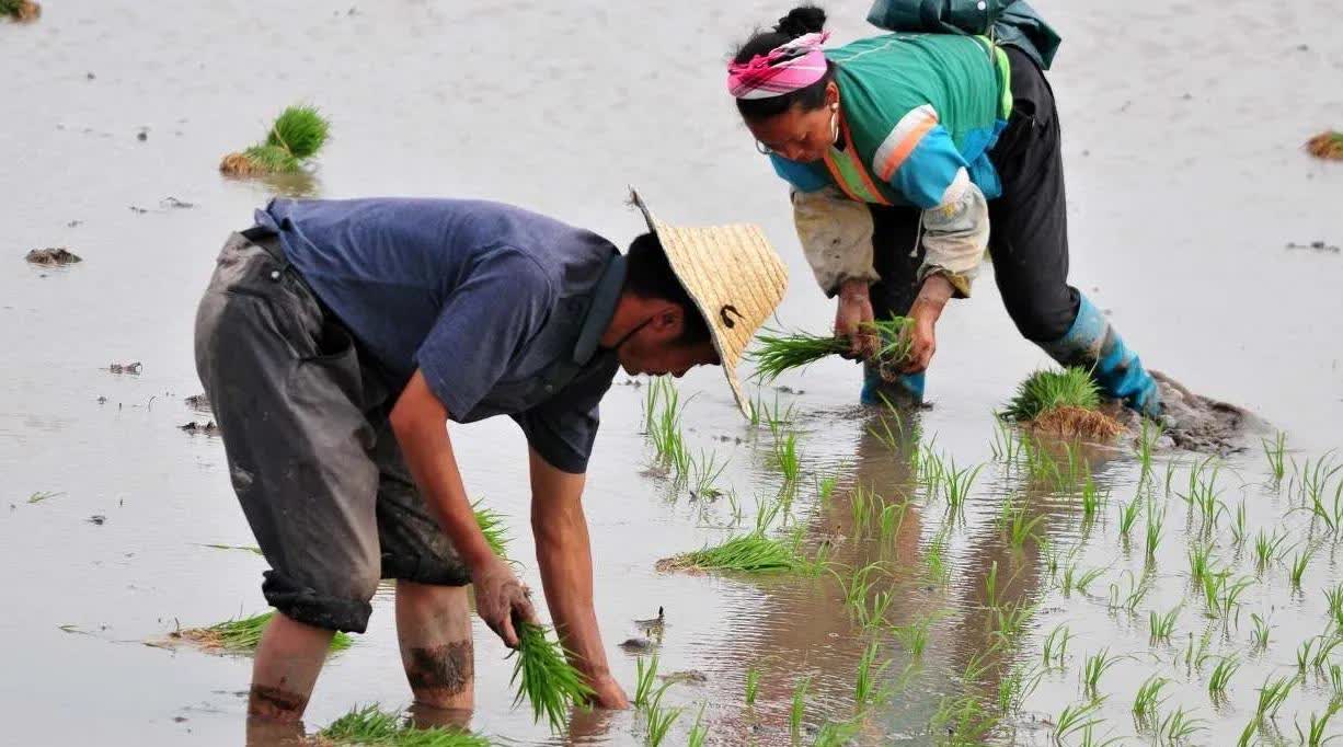农民种什么最赚钱(农民种植什么致富快)