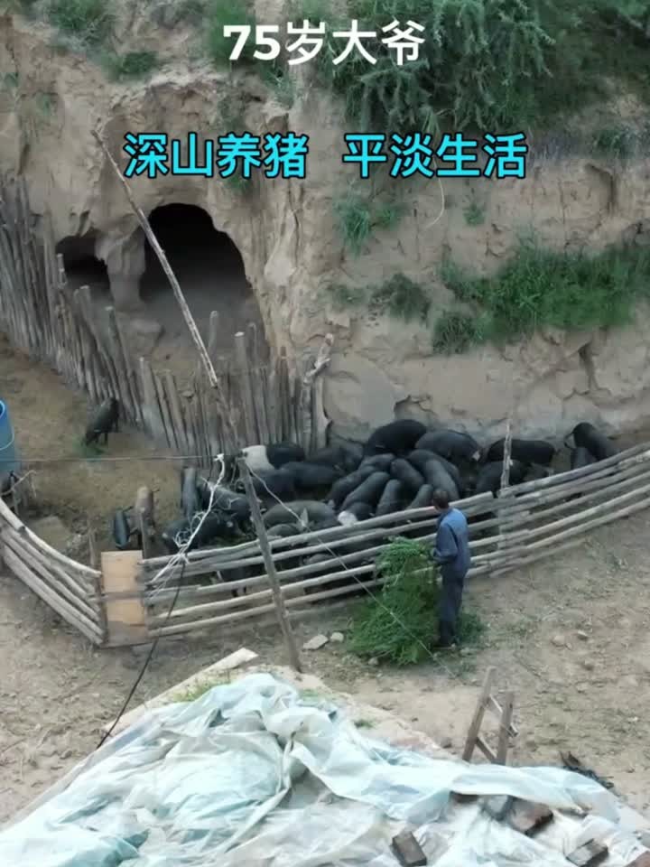 75岁大爷,利用山沟里面的废弃窑洞养猪多年,只为清净的生活