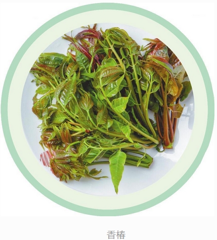 有一种美好叫辽宁#在辽宁,春季山野菜主要生长在有落叶覆盖的较肥沃