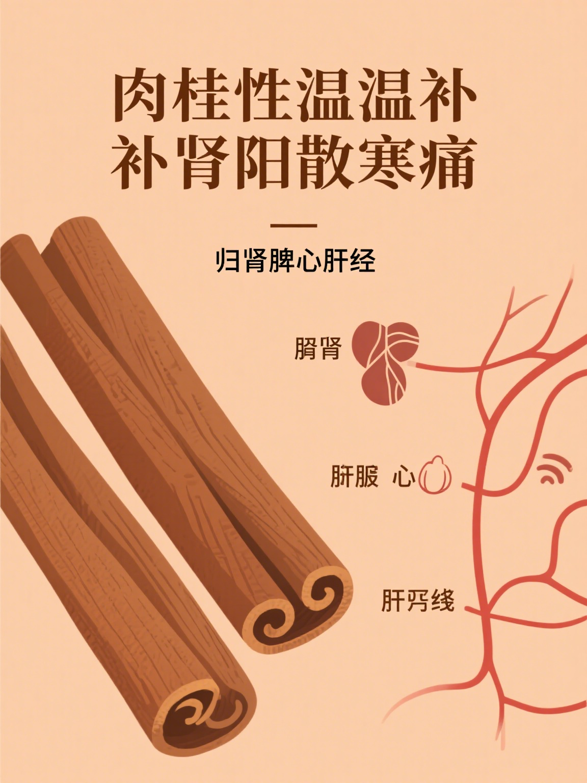 肉桂提取物——天然的健康提取物 肉桂提取物——天然的健康提取物