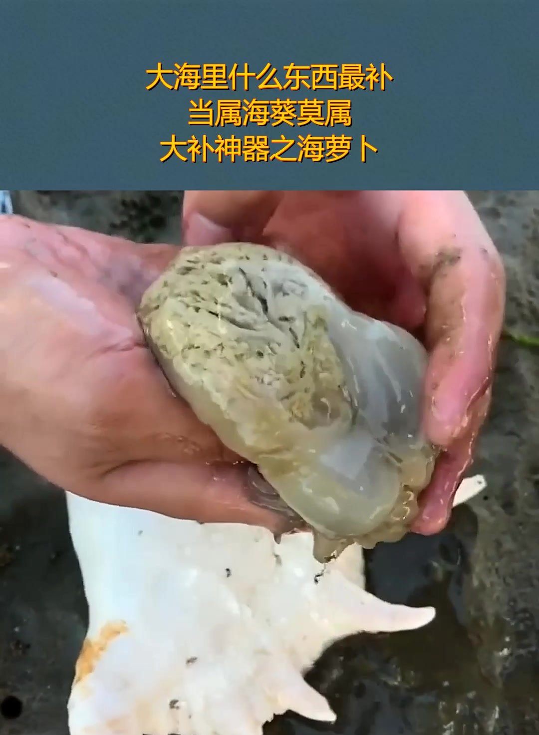 大海里什么东西最补,当属海葵莫属,大补神器之海萝卜!