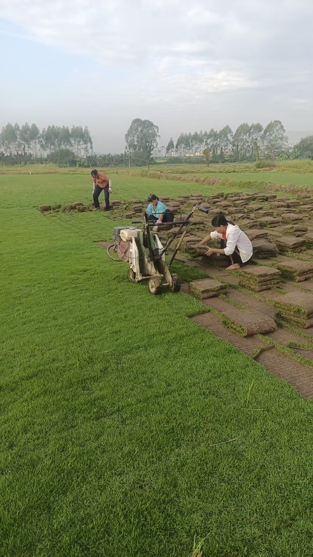 佛山台湾草绝对是庭院改造的终极神器