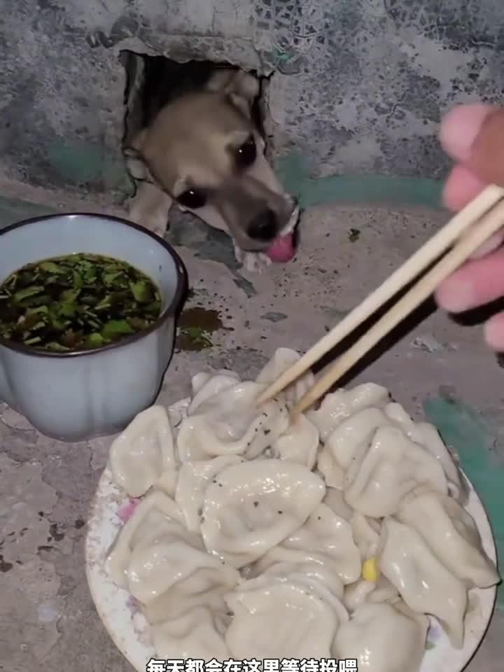 在围墙下投喂狗子