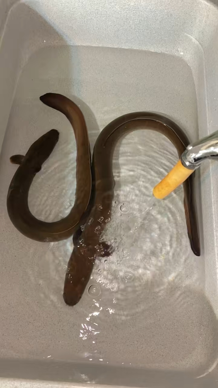 极品户外山坑鳗