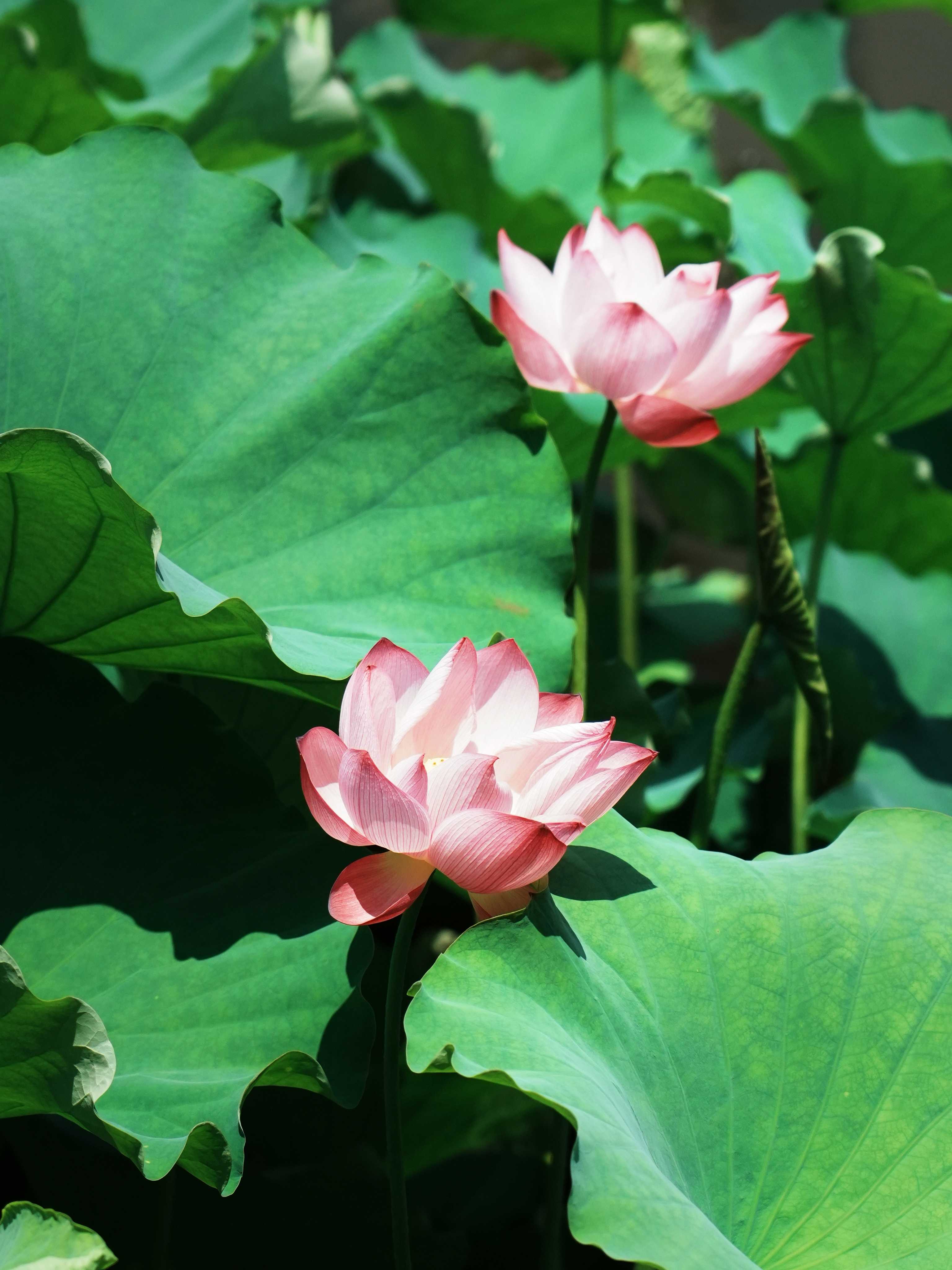 满池荷花肆意绽荷花荷叶