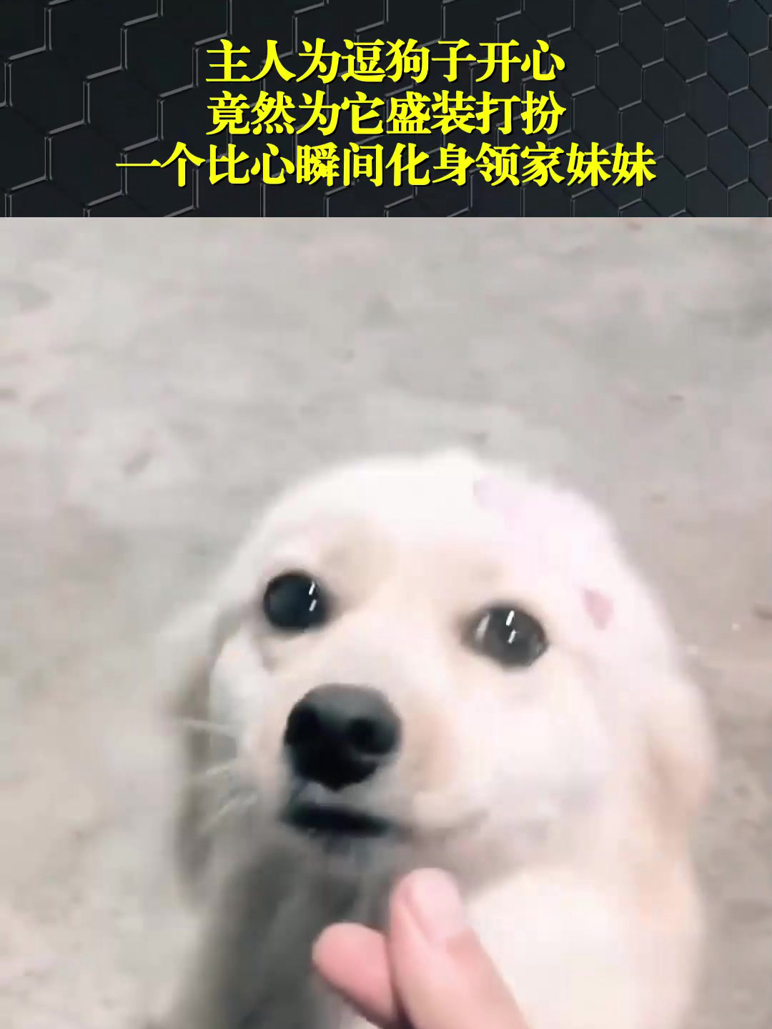 主人为逗狗子开心,竟然为它盛装打扮,一个比心瞬间化身领家妹妹