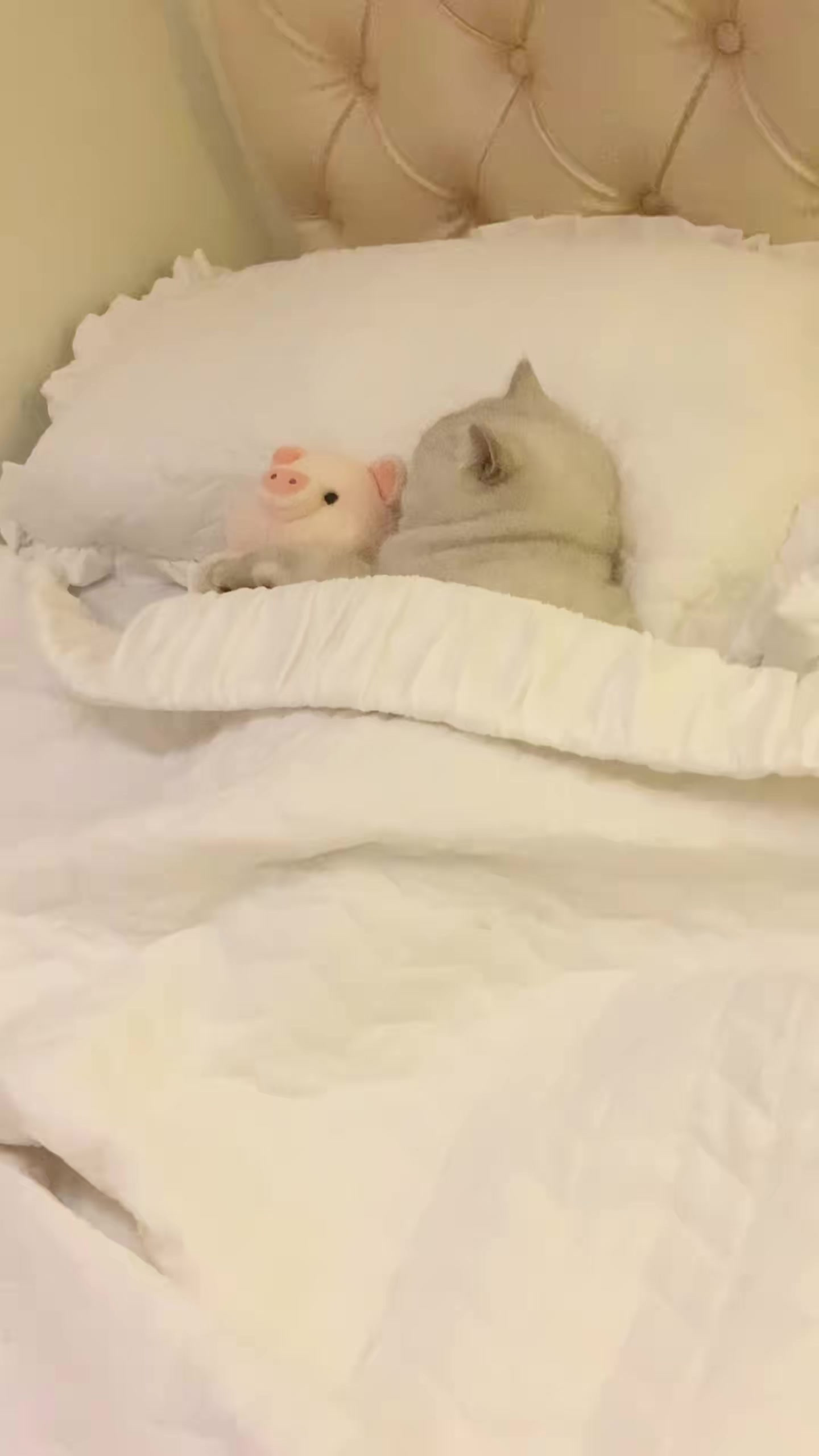 真好啊,每天都能抱着它的猪猪睡觉