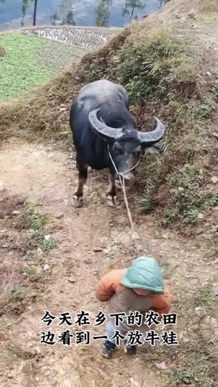这是我见过最小的放牛娃