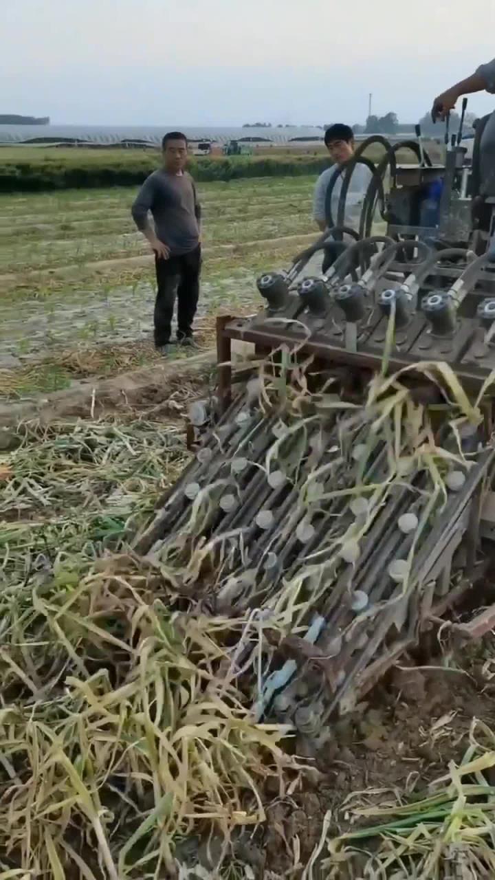 大蒜联合收获机,现代农业机械