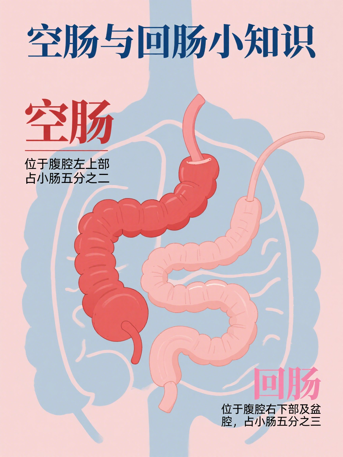 空肠通常位于腹腔的左上部,约占小肠全长的2/5