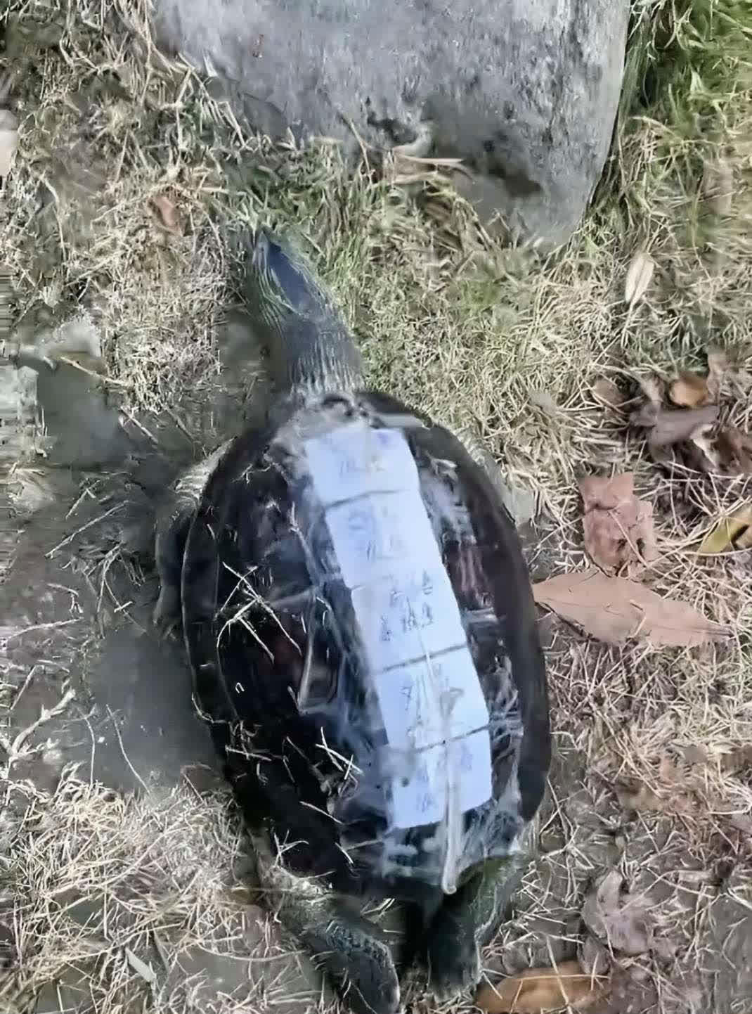 为什么要放生泥鳅百科在线