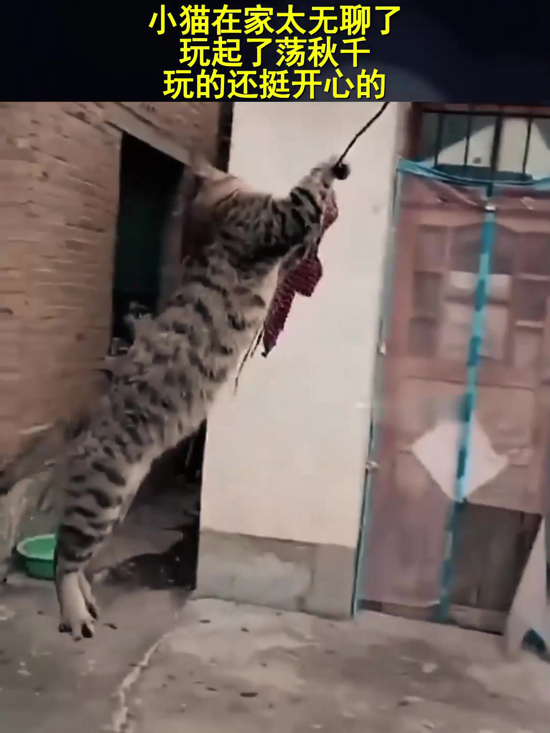 小猫在家太无聊了,玩起了荡秋千,玩的还挺开心的