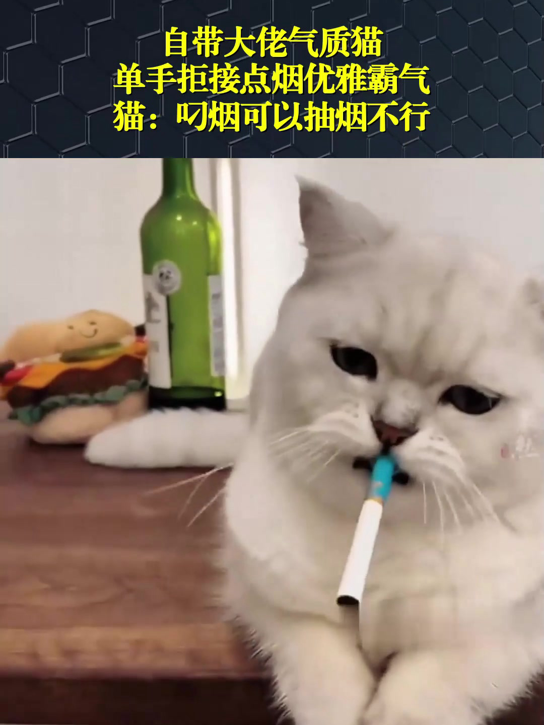 大佬该用的头像猫抽烟图片