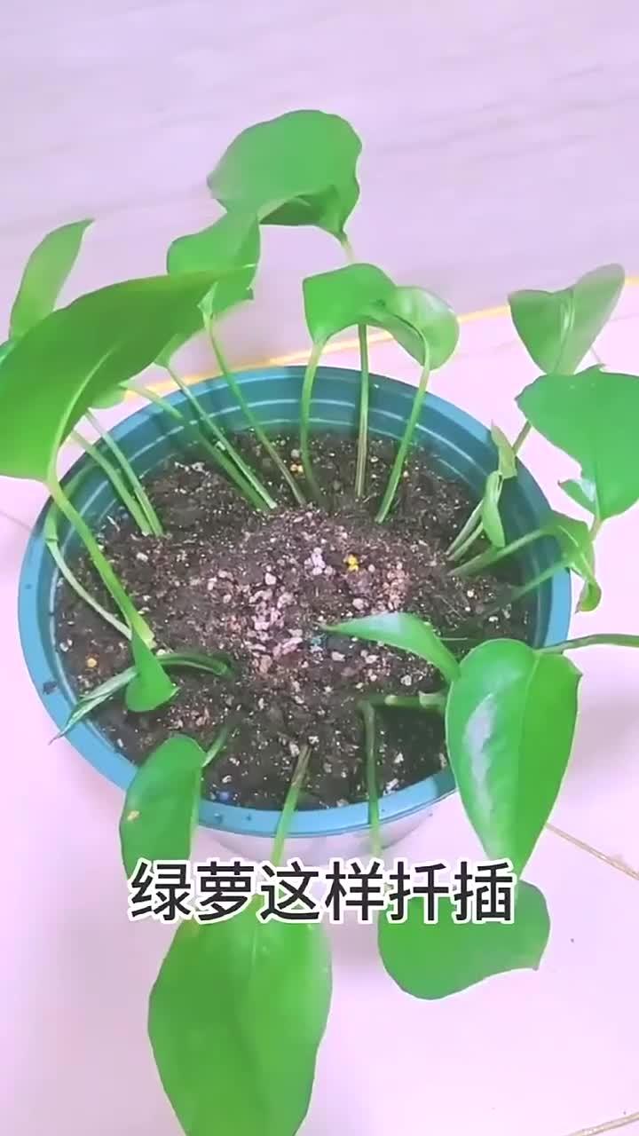 绿萝这样扦插,成活率百分百