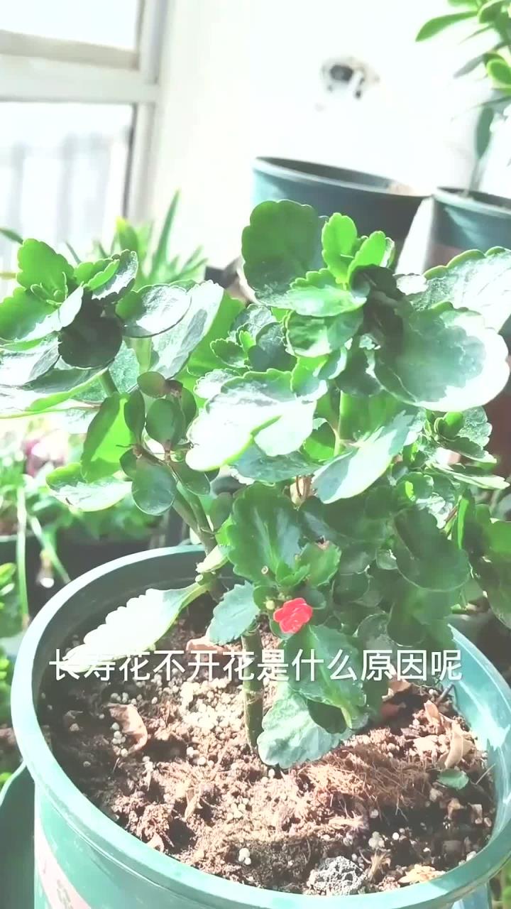 长寿花不开花咋办图片