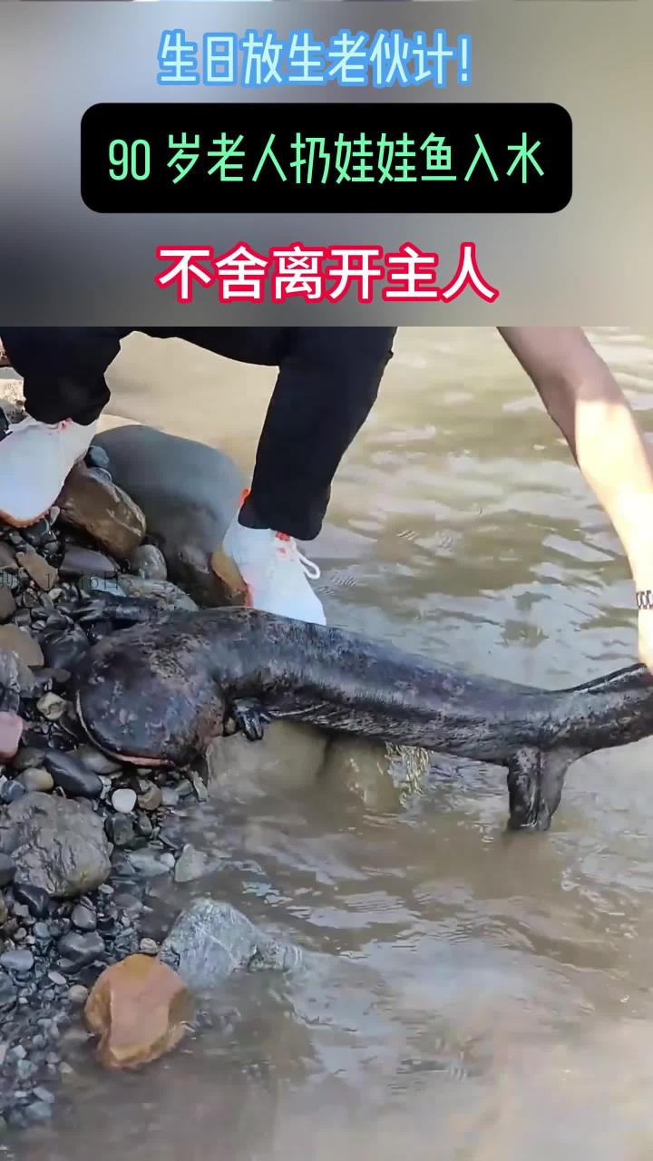 老人90岁生日,将喂养了20多年的娃娃鱼放生,鱼又游上岸不舍离去