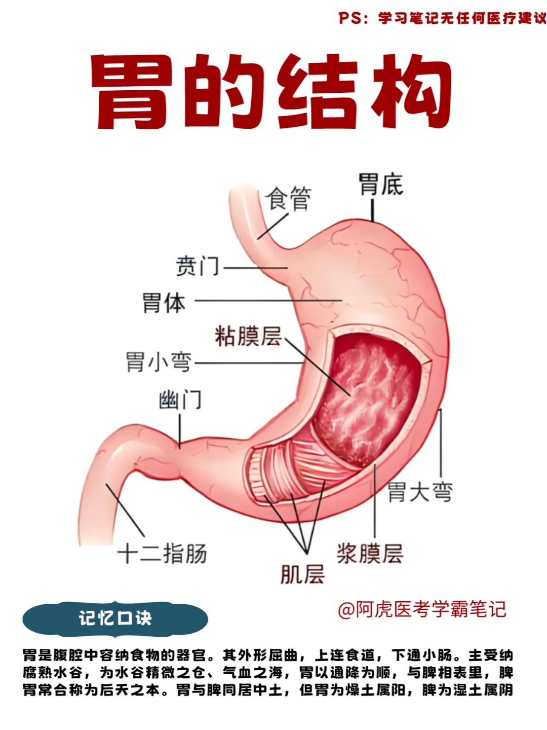 剖开的拼音图片