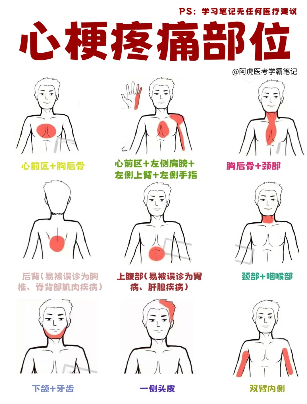 背心对应的器官图片