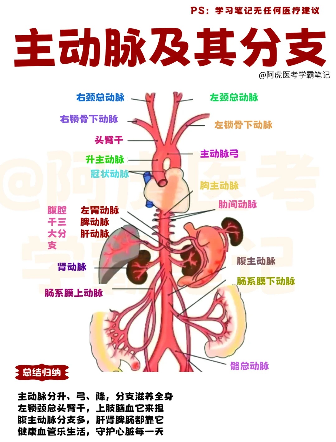 人体内部解剖图直观看懂身体内部的各个部位