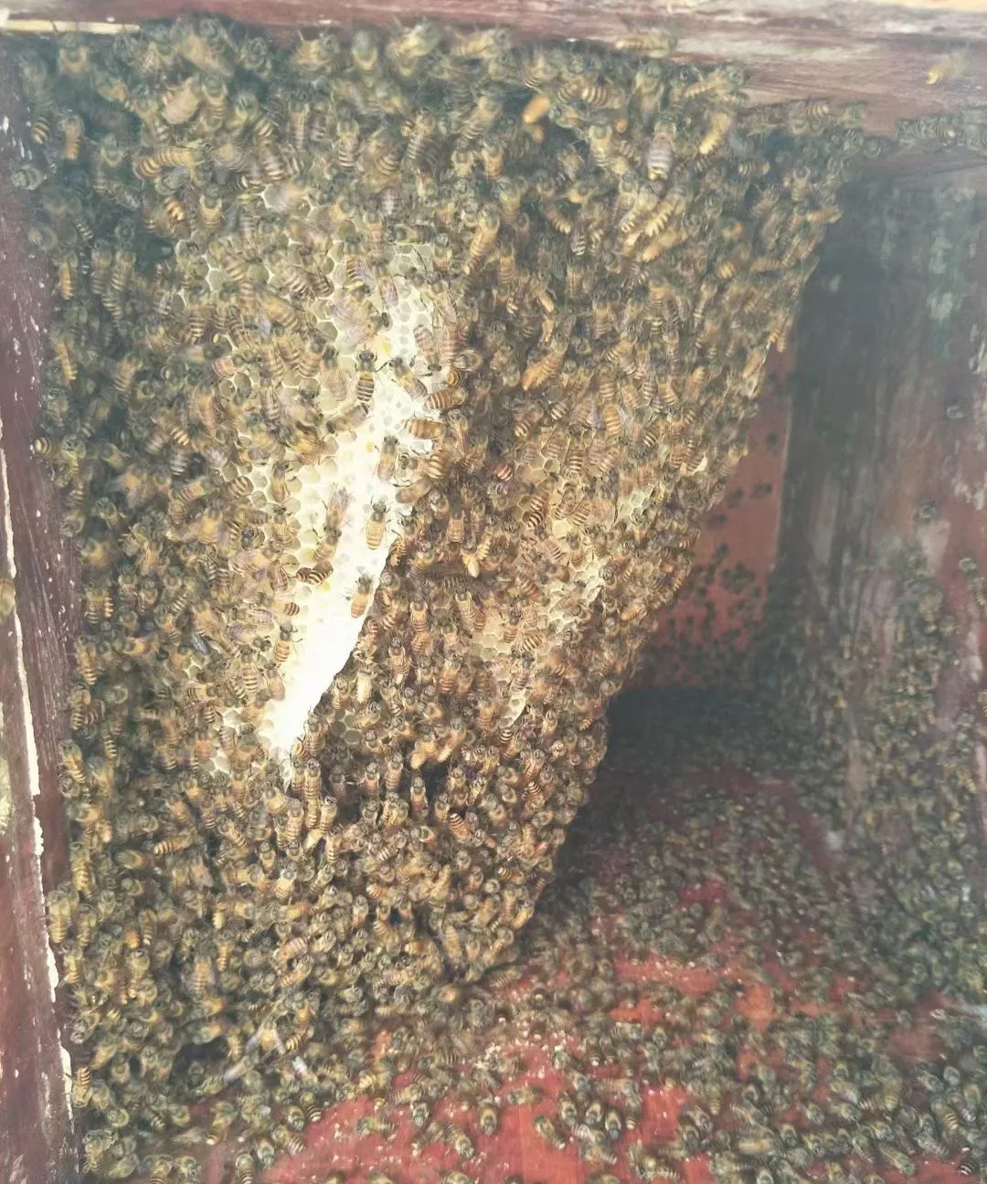 做梦梦到蜂蜜和蜜蜂在家里(梦见蜜蜂窝和很多蜜蜂在家里)
