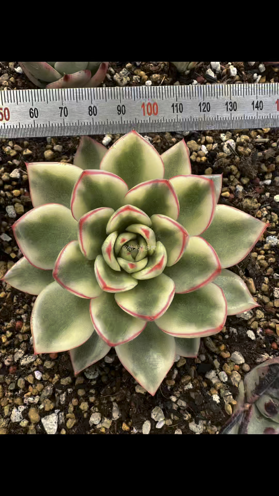 今天你是主角,开箱第一颗美肉,蝴蝶锦#东云系多肉植物 #韩国多肉