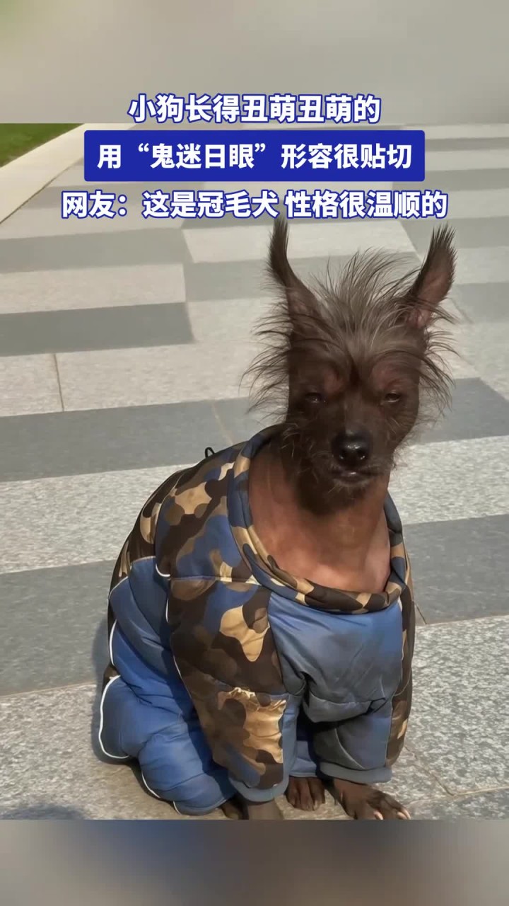 小狗长得丑萌丑萌的,用"鬼迷日眼"形容很贴切