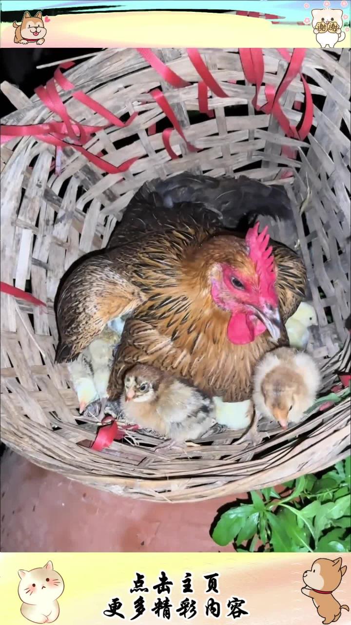 鸡为什么站着睡觉