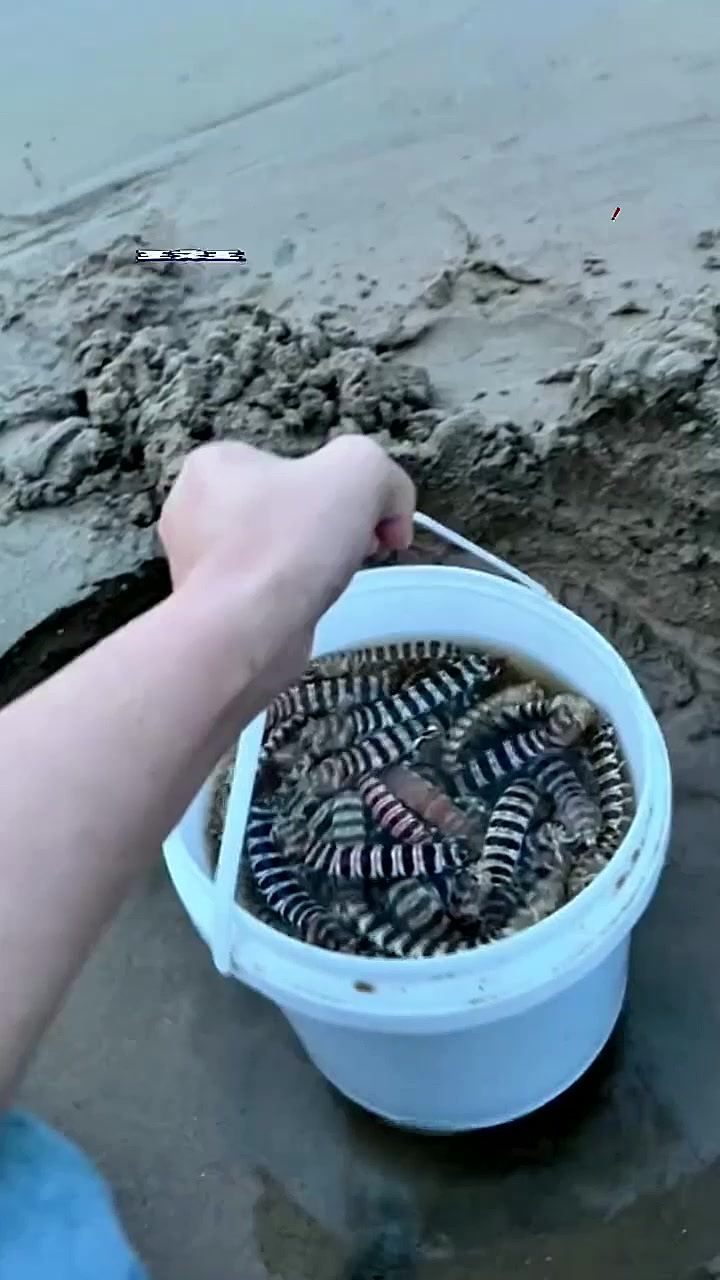 皮皮虾我只吃斑马皮皮虾