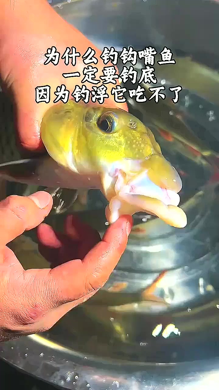 很多钓友不知道钩嘴鱼为什么要钓底,因为钓浮它的嘴巴吃不到鱼钩