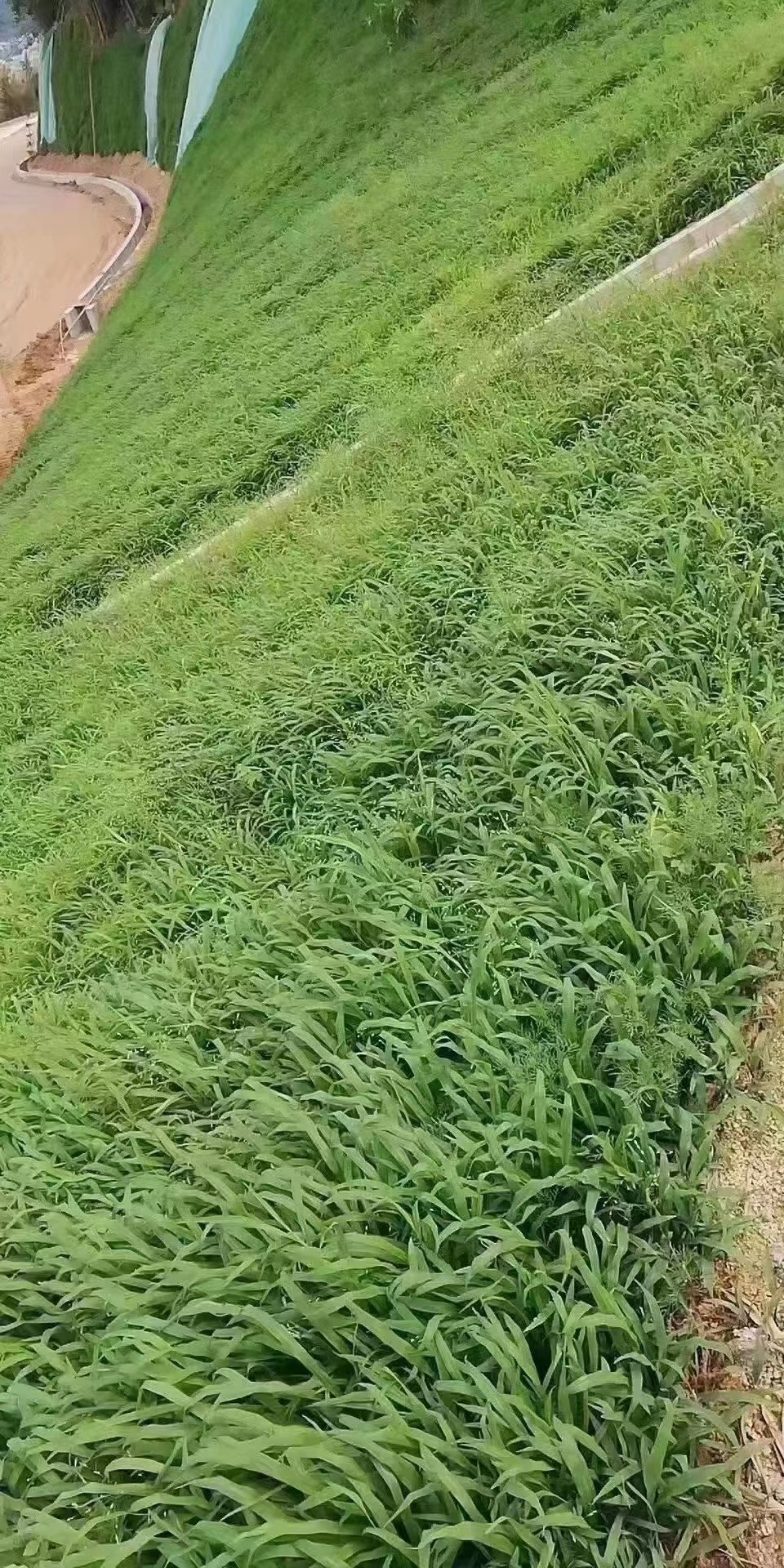 高羊茅草坪草种