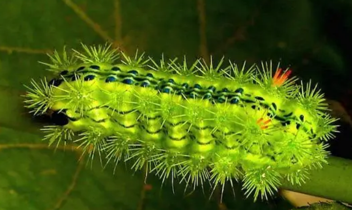 洋辣子学名叫什么?