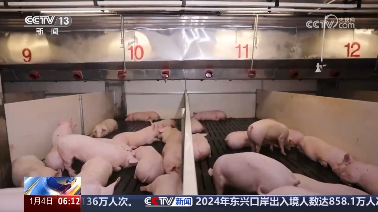 央视致富经养猪(致富经关于养猪的视频2019年)