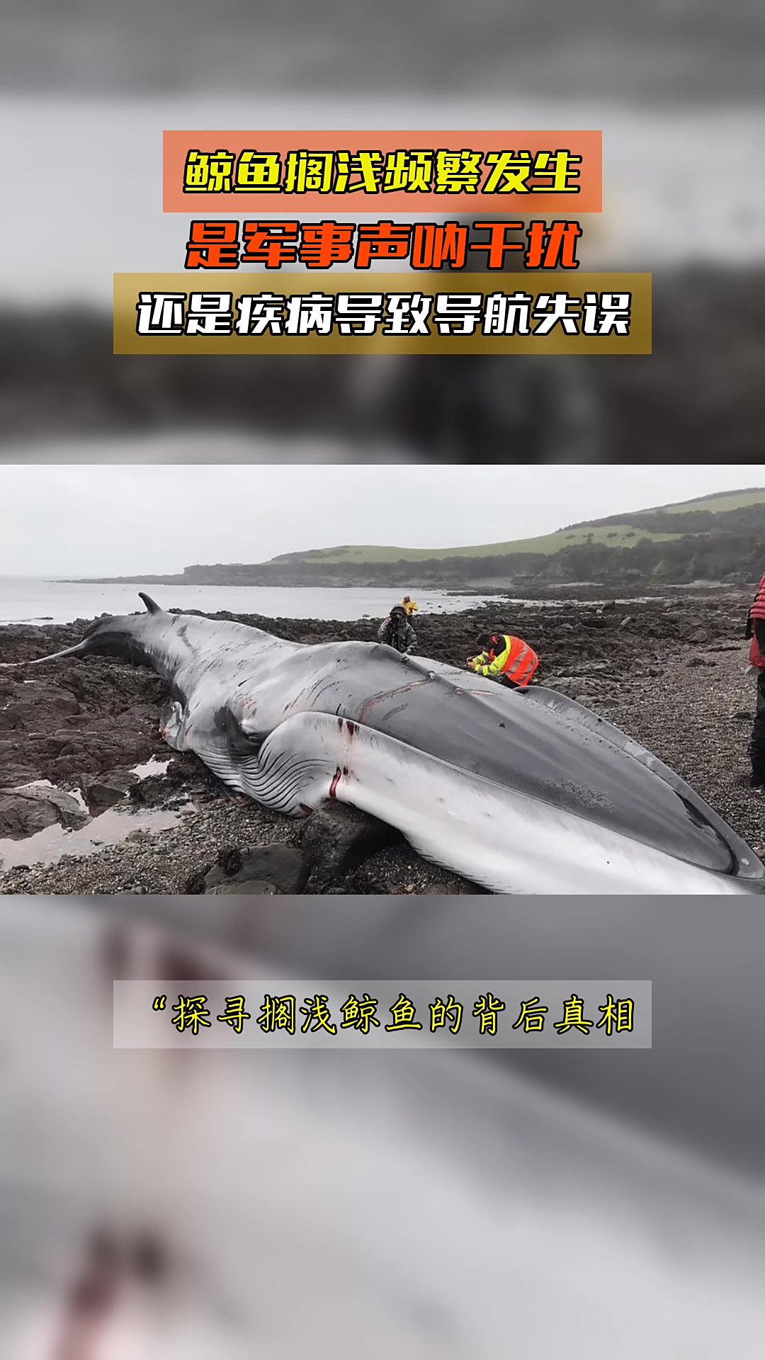 鲸鱼搁浅为什么救不了 鲸鱼搁浅为什么救不了