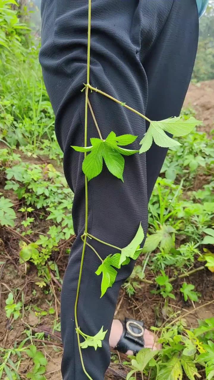 拉拉秧又名拉人藤,割人藤,以前农村人割它来喂猪,那就可惜了,村里有