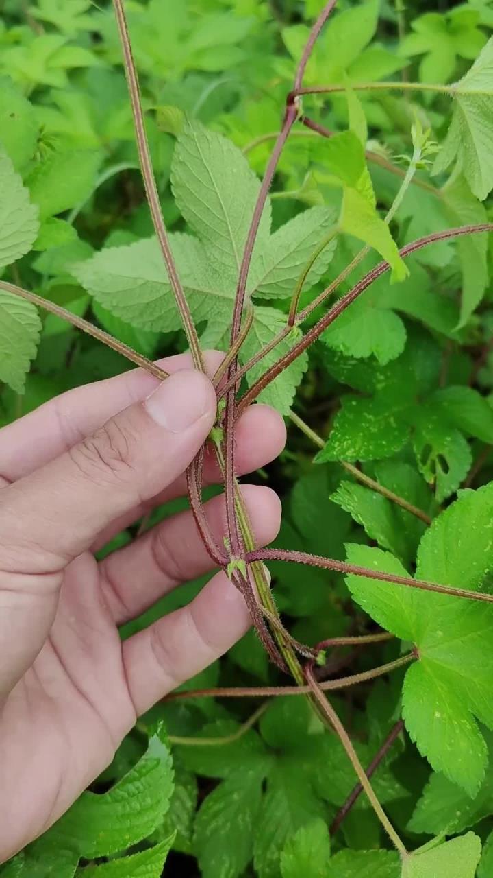 拉拉秧又叫拉拉藤,村里的老先生常把它采回家,你了解它吗?