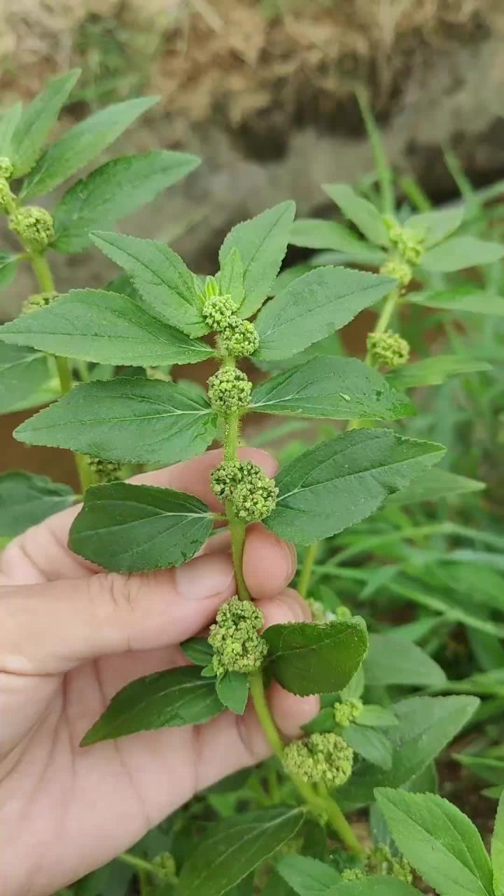 飞扬草又叫过路蜈蚣,农村人常割它来喂猪,那就太可惜了,有经验的老