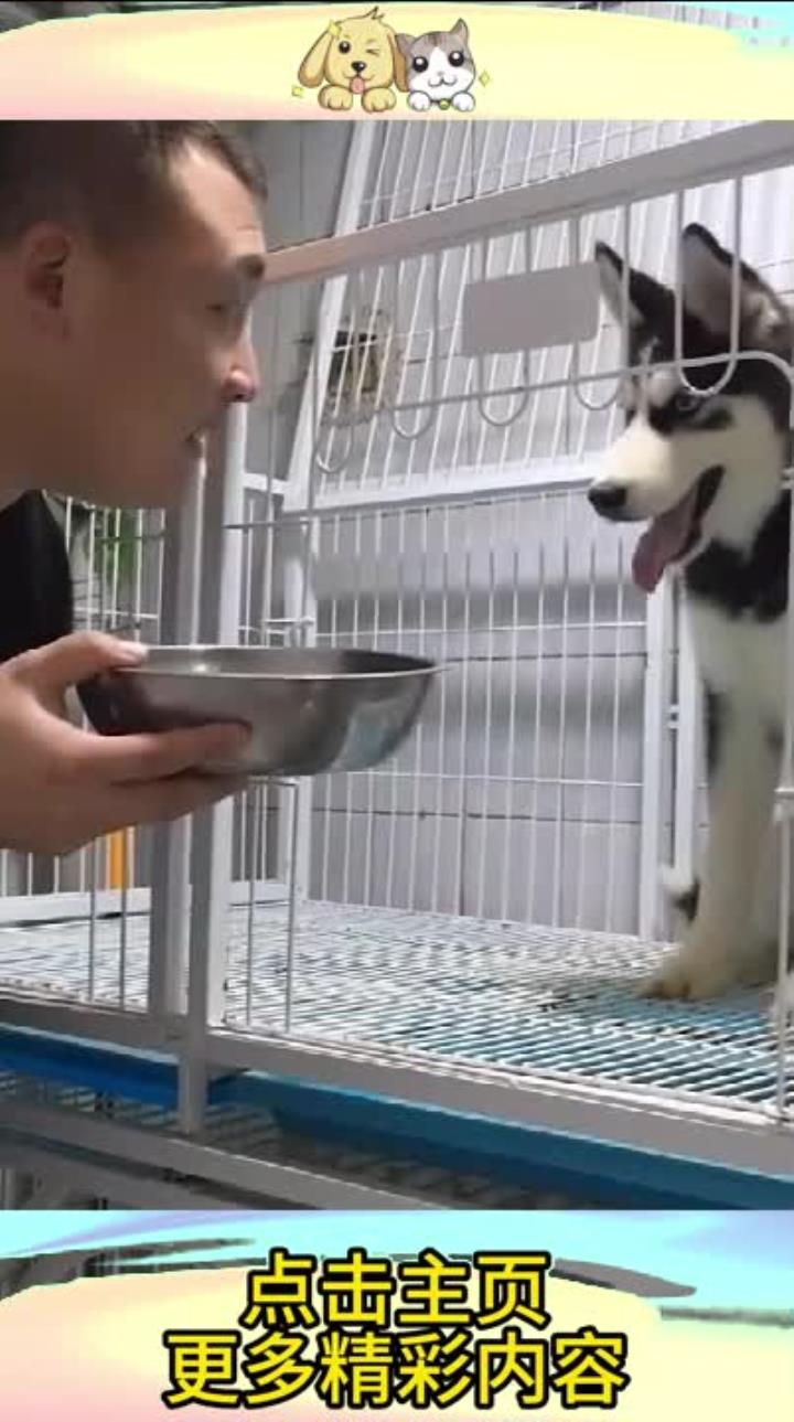 二哈为什么叫二哈