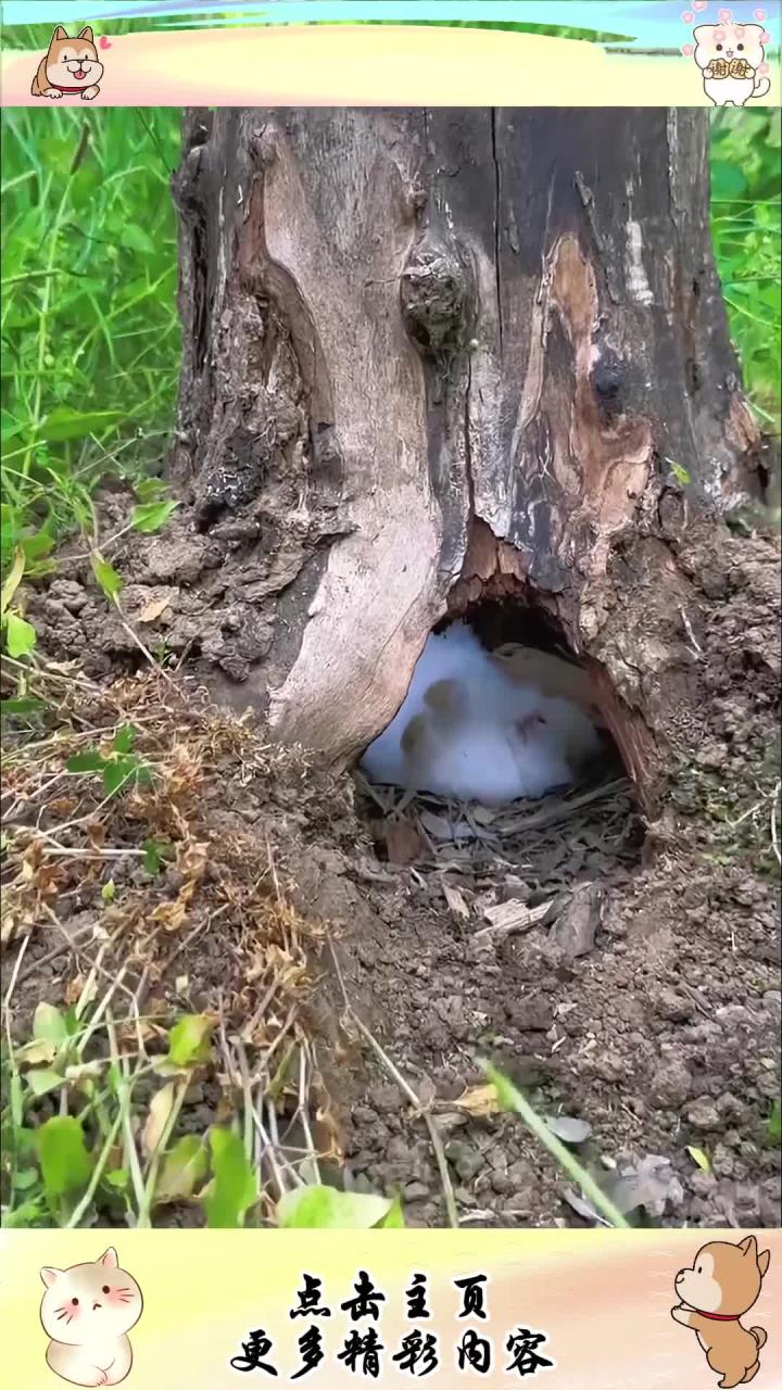 在树洞里睡觉的小兔子