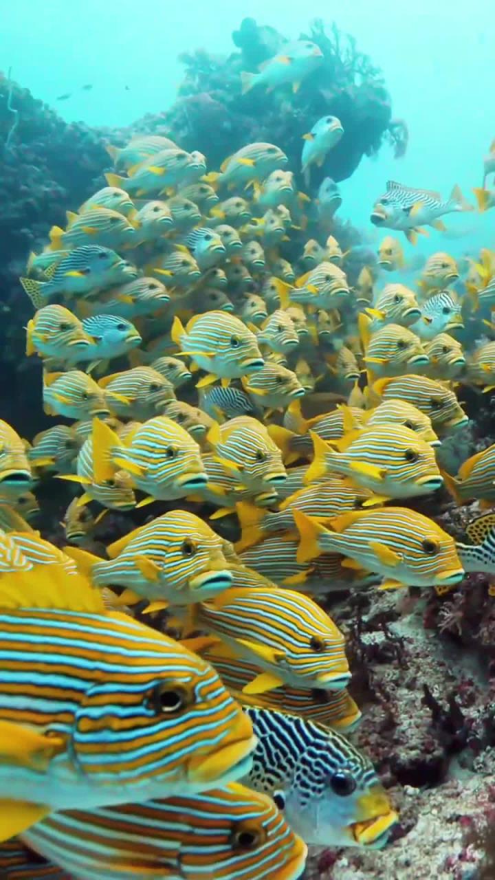 海底世界的奇妙与美丽,沉浸其中与五彩斑斓的珊瑚鱼亲密接触