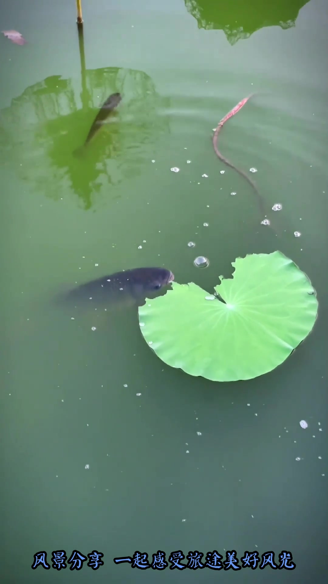 夏日旅游,鱼戏莲叶东,鱼戏莲叶南,鱼戏莲叶西,鱼戏莲叶北