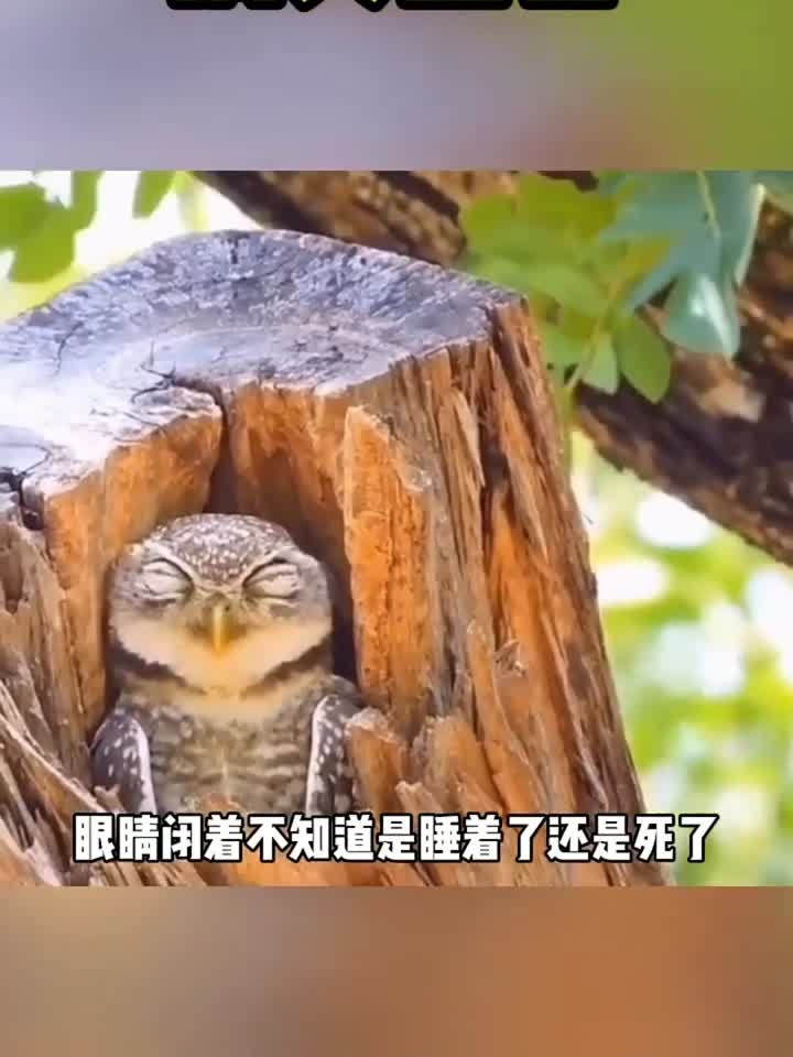 猫头鹰睡觉大家应该都没见过吧?