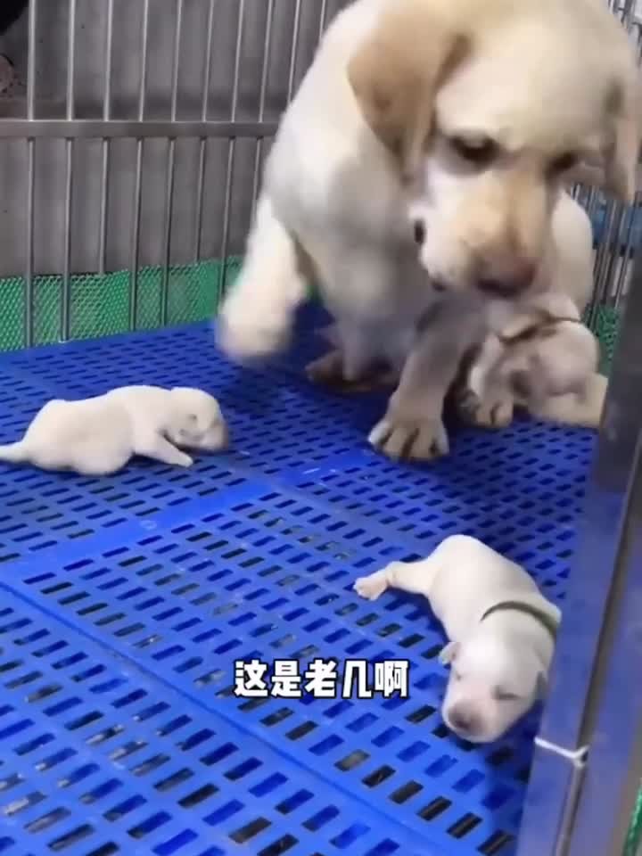 为什么怀二胎比一胎难受为什么在线