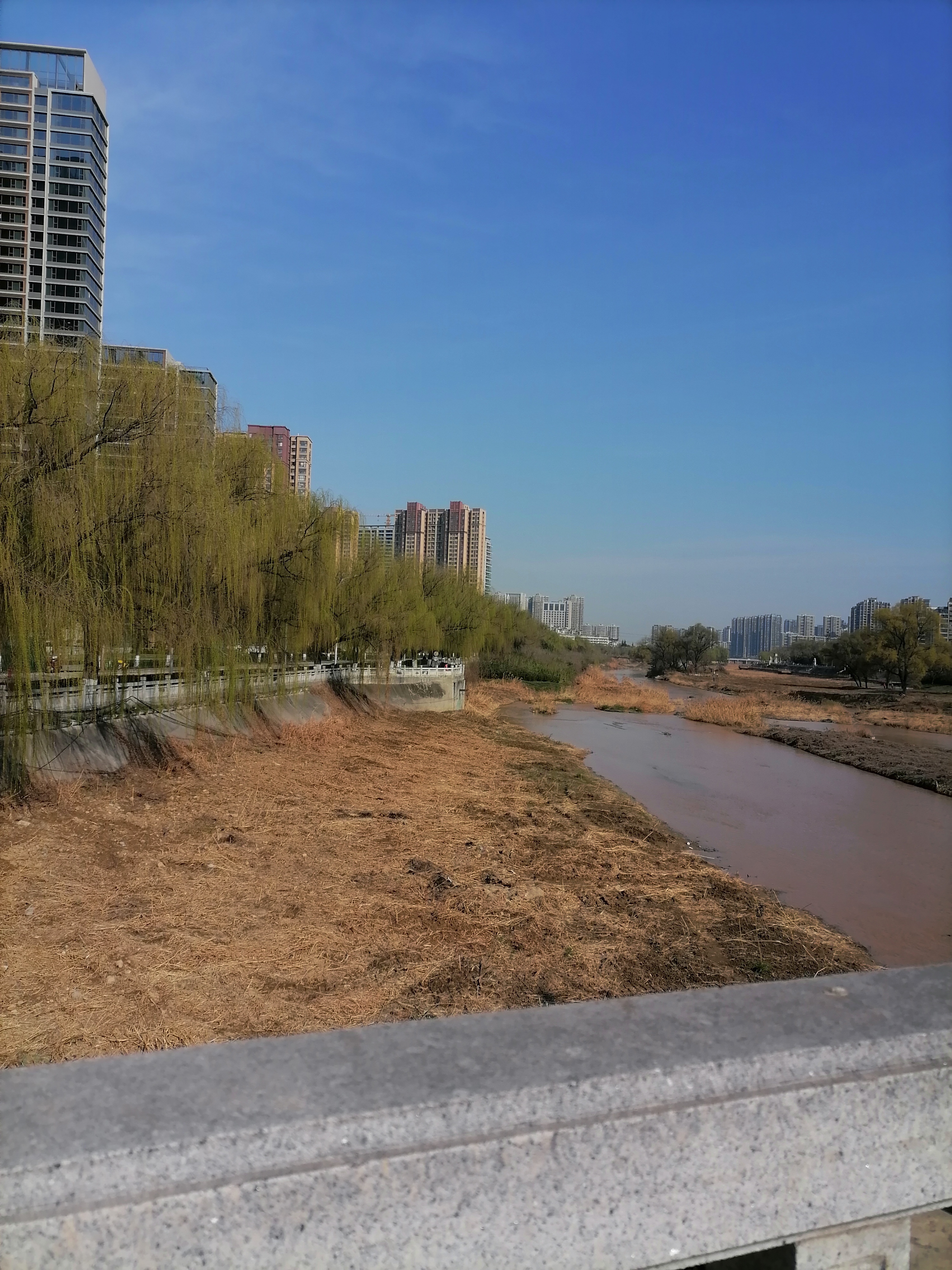 明天就是春分了今天拍了几幅照沿着浐河边跑步春天己经看的见了