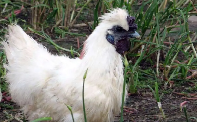 白毛鸡 baijiahao.baidu.com