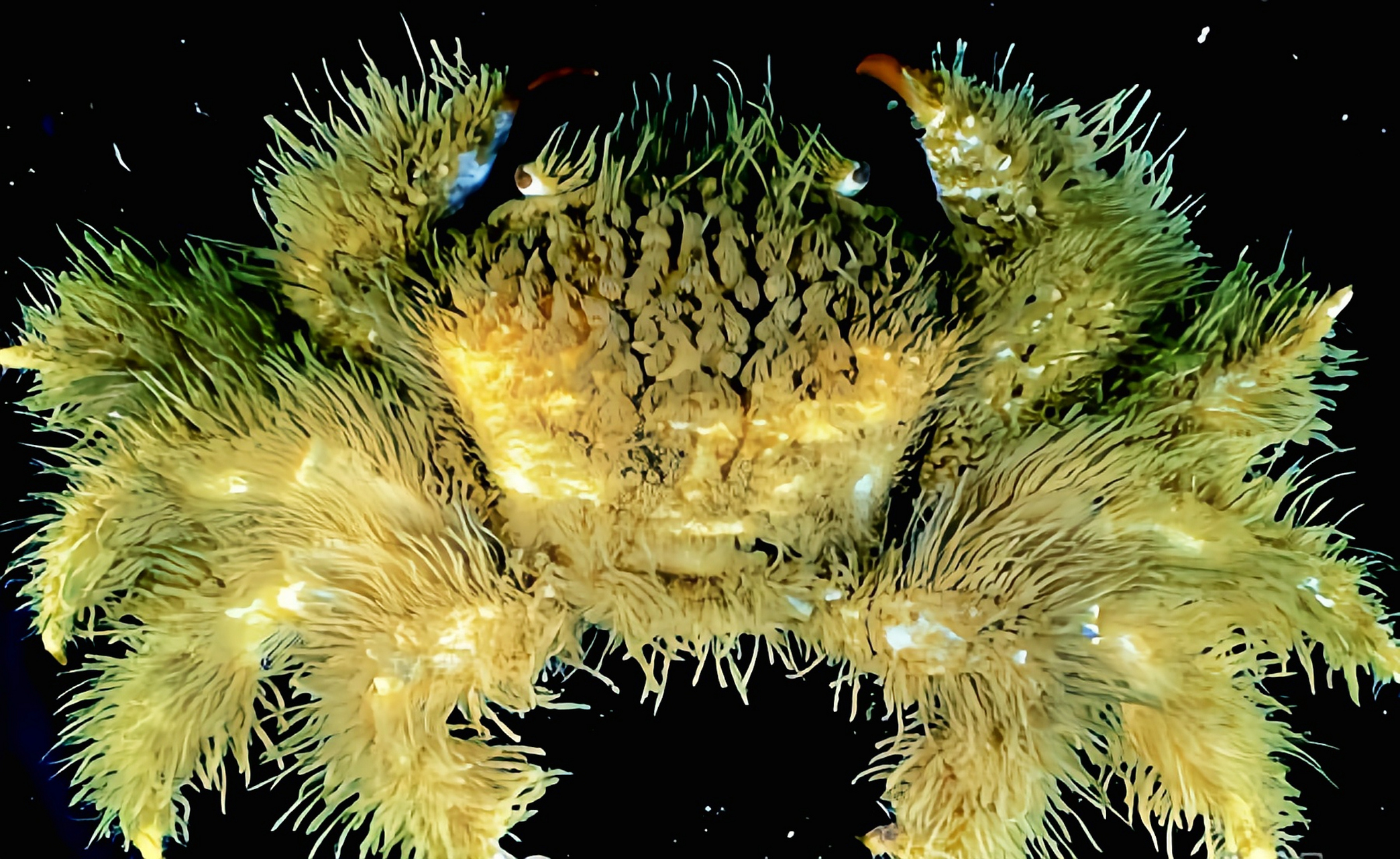 每天认识一种动物——蝙蝠毛刺蟹 蝙蝠毛刺蟹原产印度洋,红海及非洲