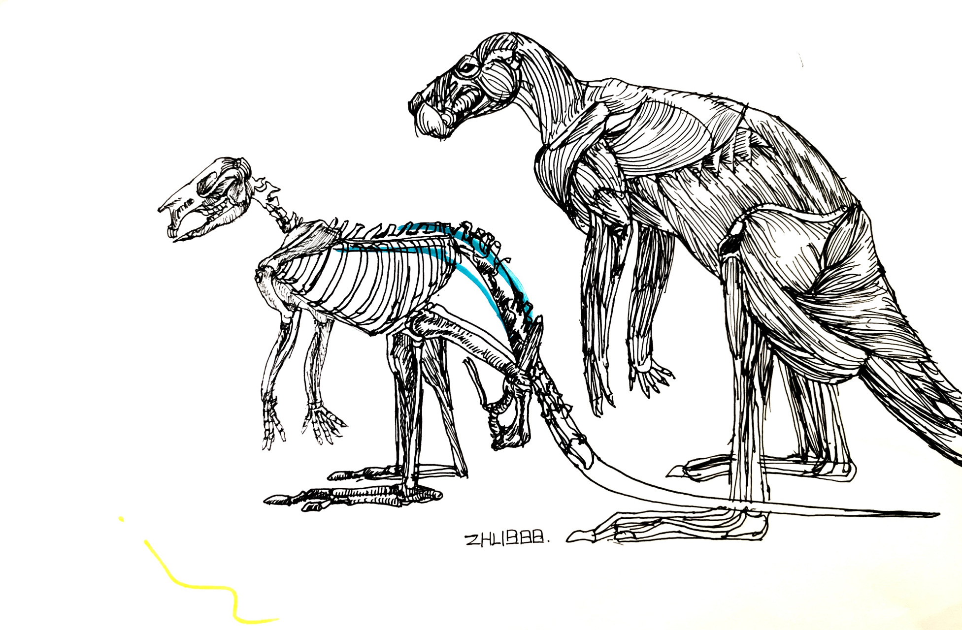 袋鼠线描 #袋鼠线描# #动物线描