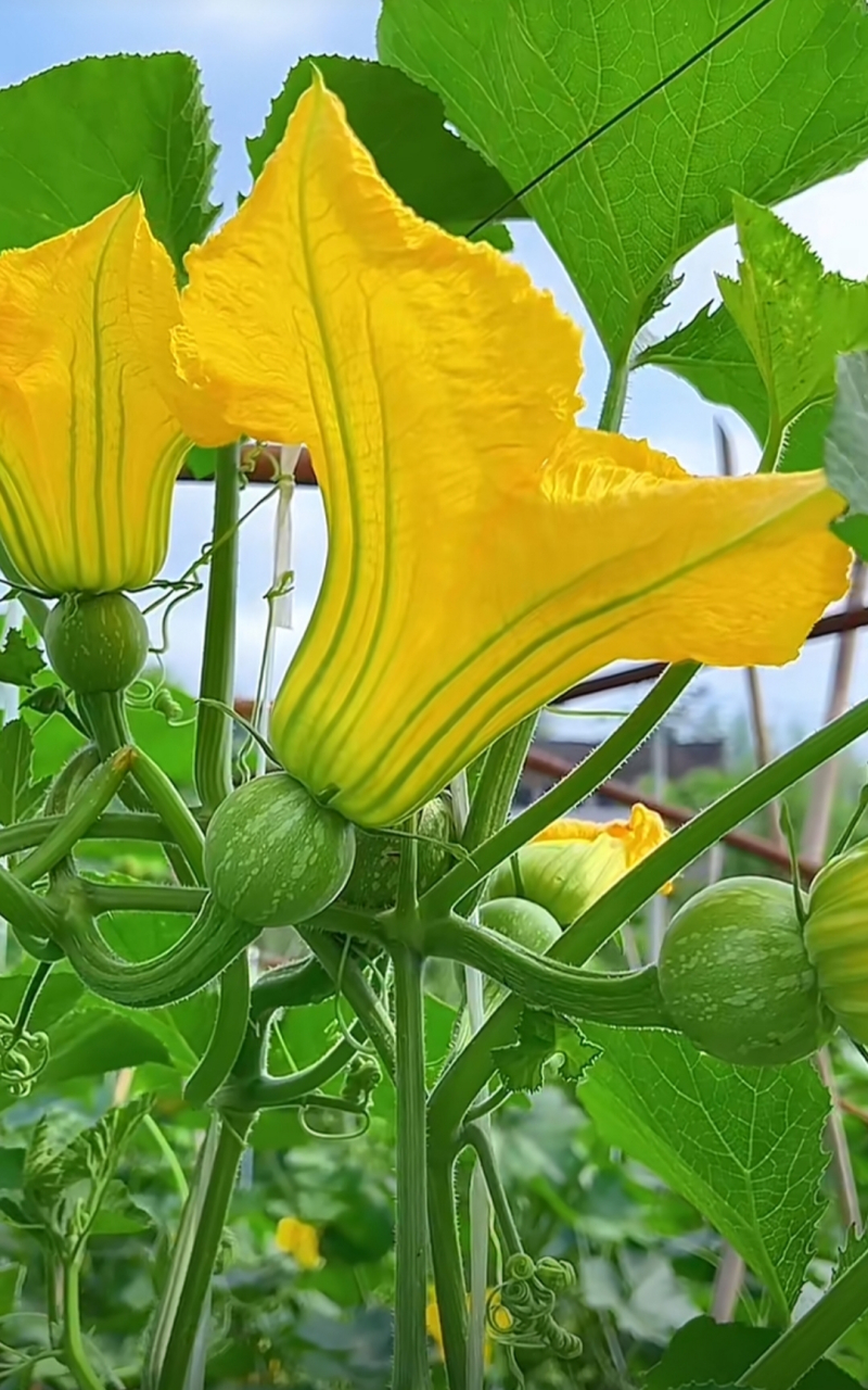 香芋南瓜开花图片